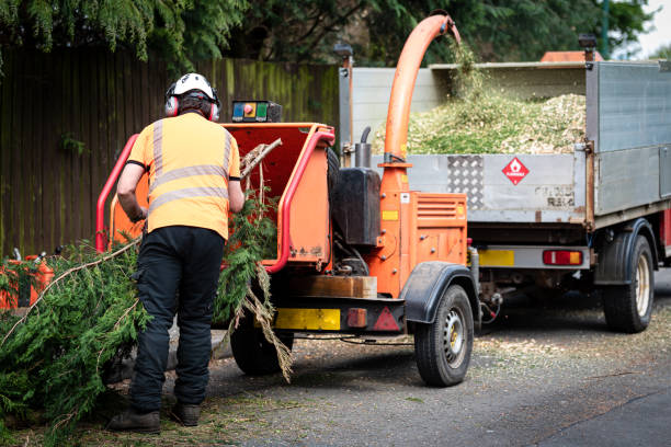 Best Affordable Tree Service  in Reston, VA